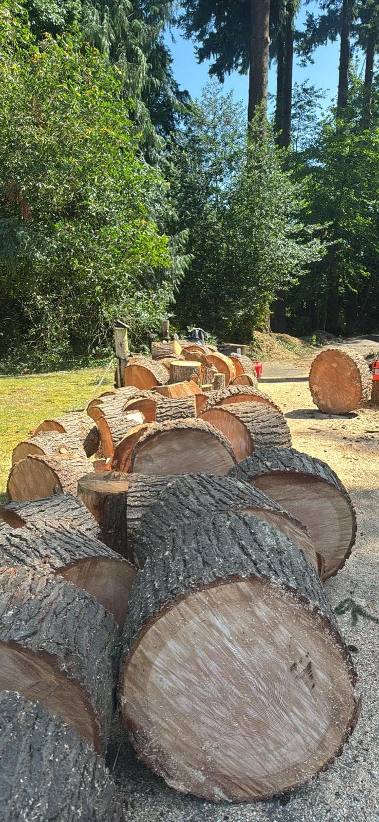 picture of bunch of trees that have been cut down and trimmed in seattle washington