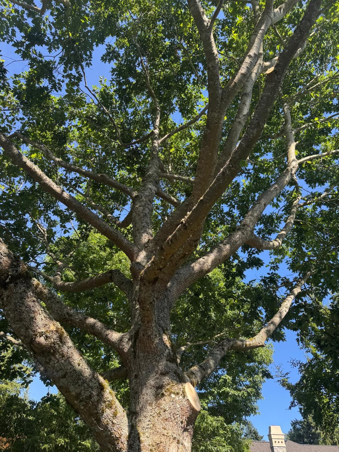 picture of a tree that is about to be cut down by a tree service company in seattle washington