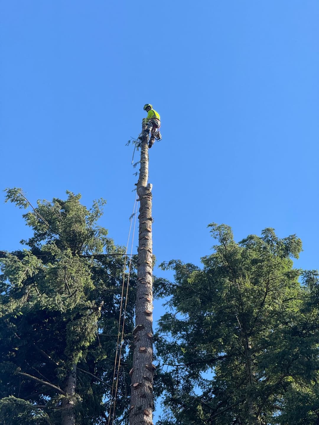 picture of an arborist cutting down a tree in seattle washington