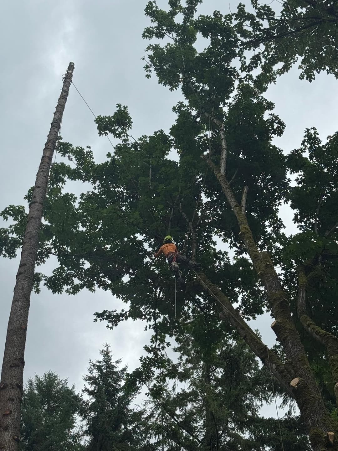 picture of a tree trimmer performing tree cutting service in seattle washington