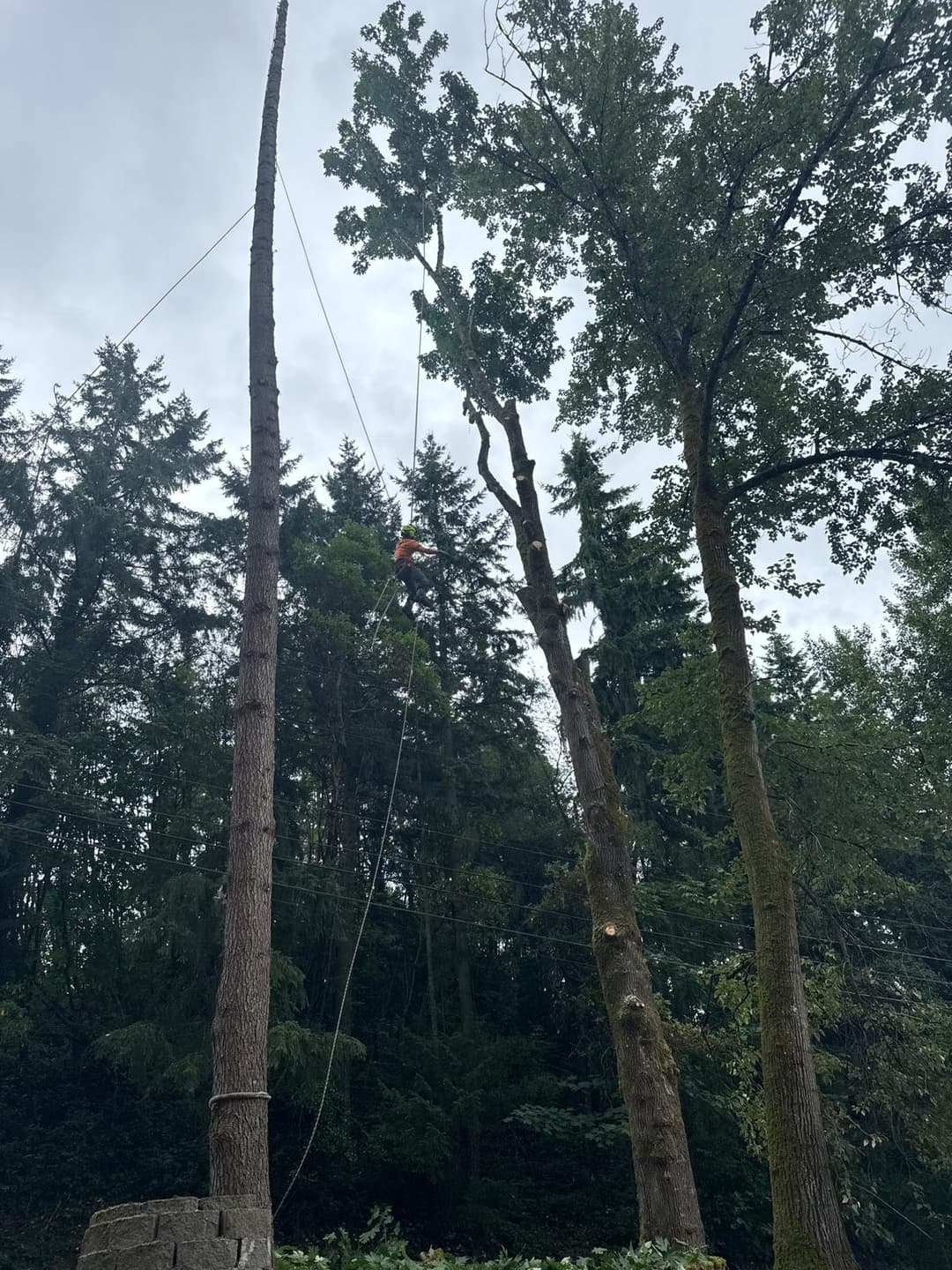 picture of a tree trimmer pruning tall trees in seatlle washington
