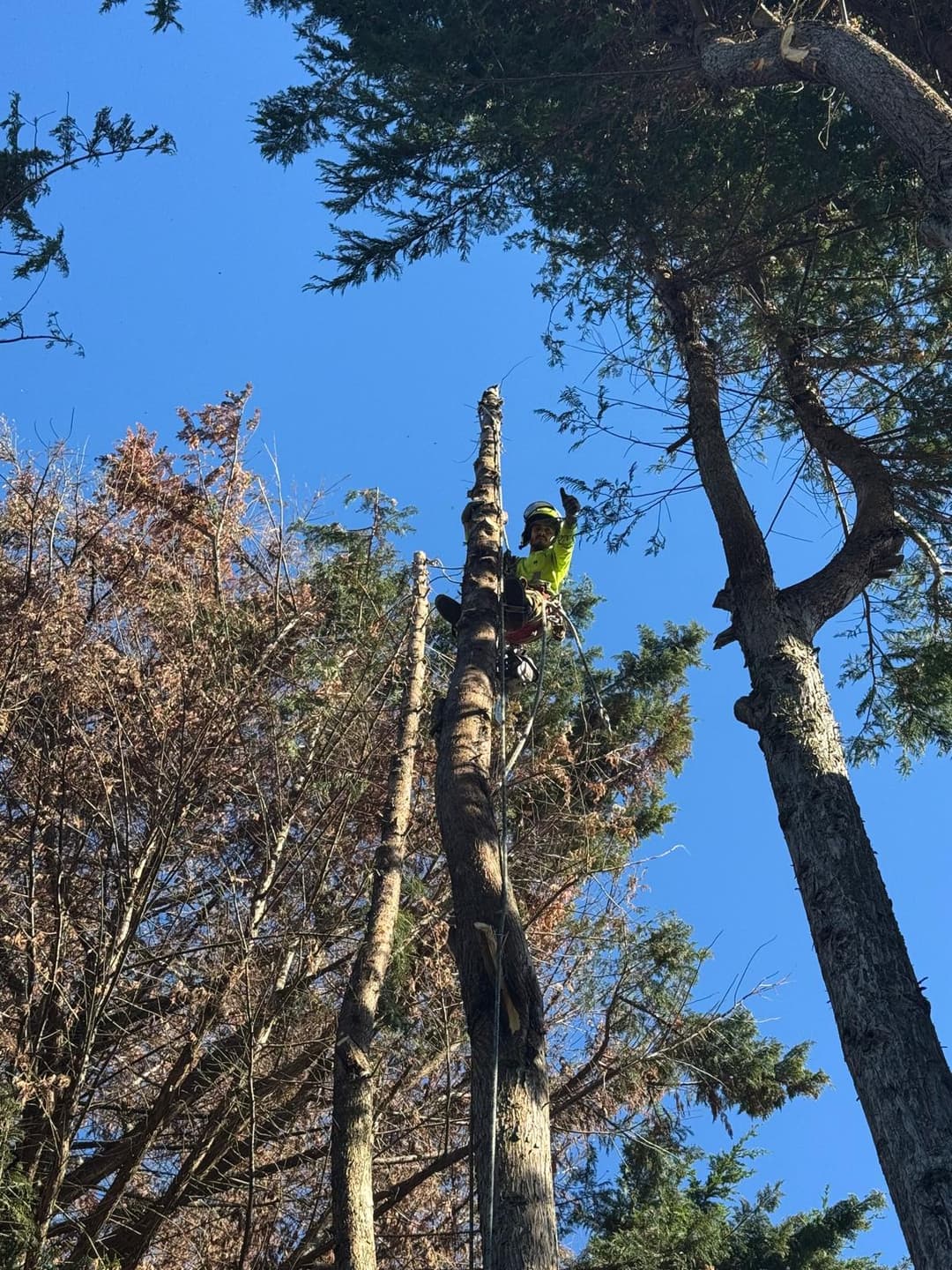 picture of a tree service company trimming a tree in seattle washington