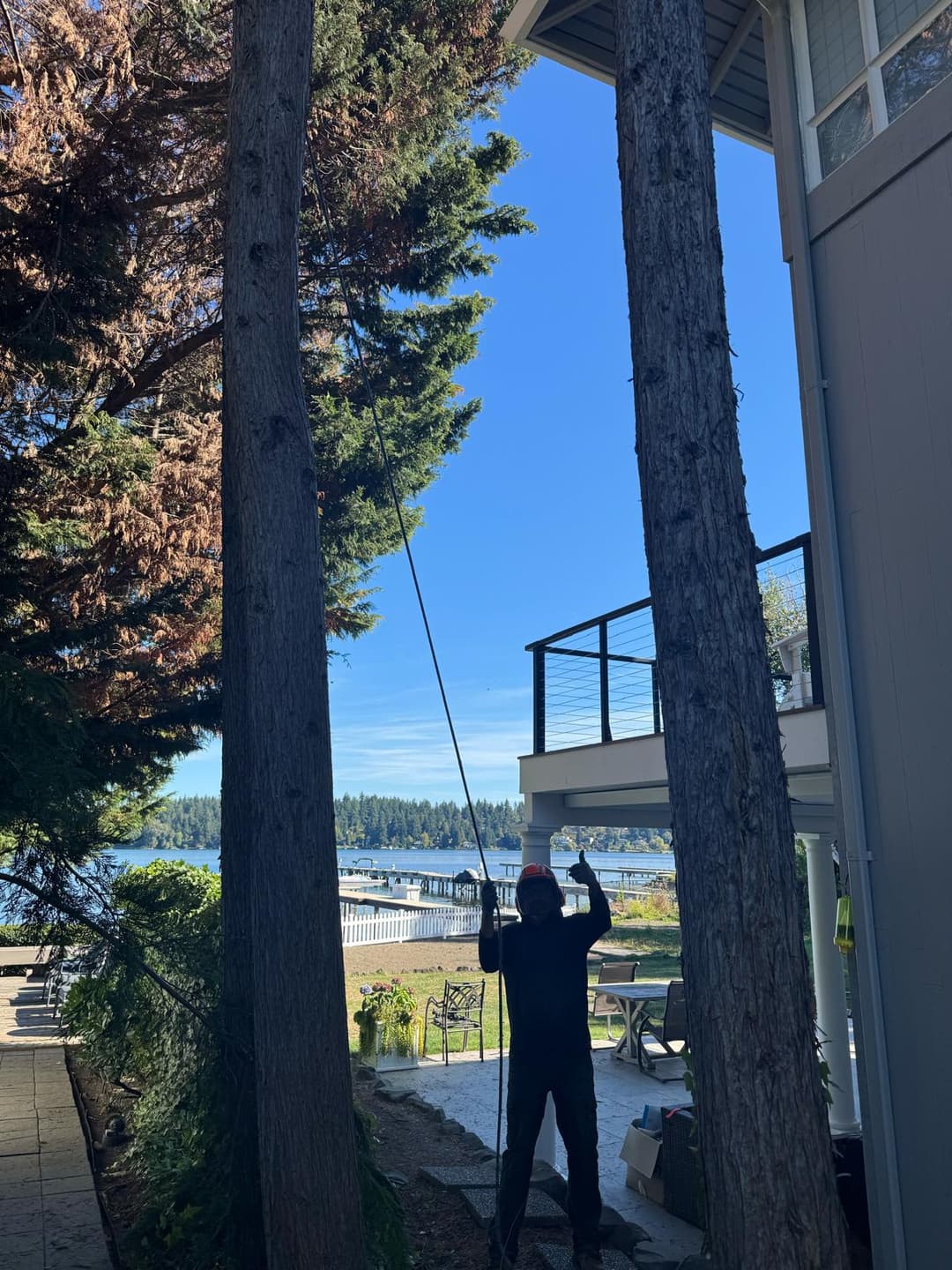 picture of a tree service arborist in a residential neighborhood cuttting down trees